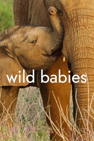 Portada de Wild Babies