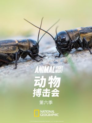 Portada de Animal Fight Night: Temporada 6