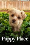 Portada de Cachorritos: Buscando un hogar: Temporada 2