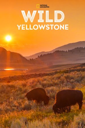 Portada de Wild Yellowstone: Temporada 1