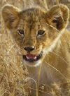 Portada de Serengeti - La grande cavalcade des animaux: Temporada 1
