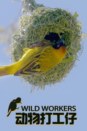 Portada de Wild Workers