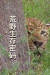 Portada de Survive the Wild