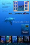 Portada de Wild Window