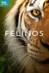 Portada de Felinos: Temporada 1