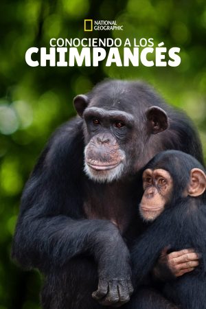 Portada de Santuario de chimpancés: Temporada 1