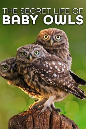 Portada de The Secret Life of Owls