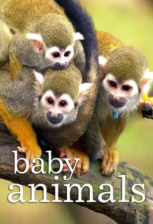 Portada de Baby Animals