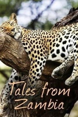 Portada de Tales from Zambia
