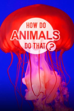 Portada de How Do Animals Do That?