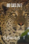 Portada de Big Cats 24/7: Temporada 1