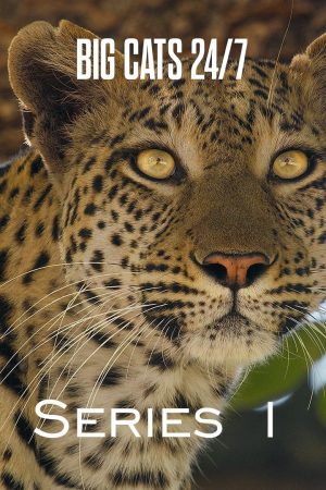 Portada de Big Cats 24/7: Temporada 1