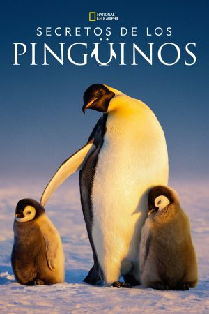 Portada de Secretos de los pingüinos