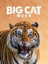 Portada de Big Cat Diary