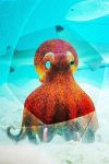 Portada de Spy in the Ocean: Temporada 1